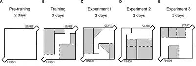 Modulation of Spatial Memory Deficit and Hyperactivity in Dopamine Transporter Knockout Rats via α2A-Adrenoceptors